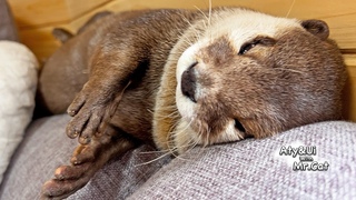 Otters Crazy About Their New Couch! [Otter Life Day 875]
