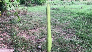 Luffa Aegyptiaca Mill. | Fruit Lianas |