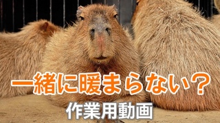Warming capybara up with stove & bath
