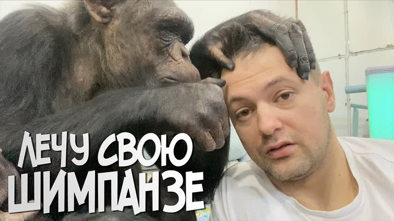 Как я лечу свою шимпанзе Мальту , Дан Запашный и новости