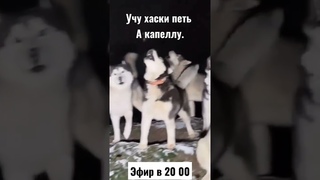 учу #хаски петь а капеллу