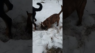 вдруг не найду #босерон_питбуль #собаки #прогулка #игры #МэниГуля