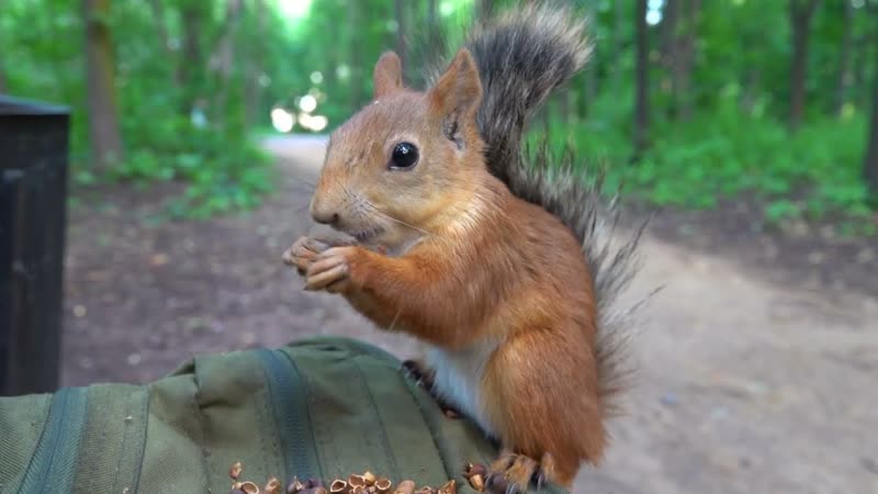Длинноухий объявился. Лично пришёл, Long eared showed up. Personally