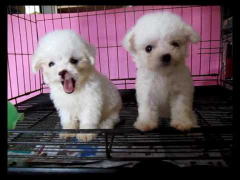 teacup poodle in white ( pingpong