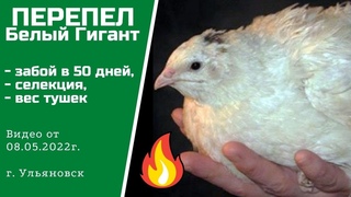Перепела Белый Гигант | Забой в 50 дней, селекция, вес тушек | Алексей Абрамов | Ульяновск