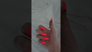 #habibi Стрекоза любви😅😌❤️💅#асс #music
