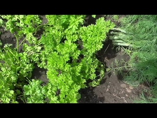 Петрушка кудрявая МООСКРАУЗЕ