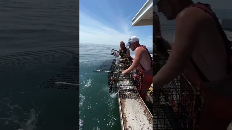What its like to work on a Maine lobster