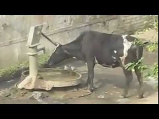 Ну очень умная корова