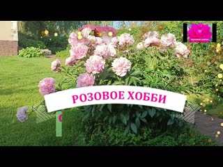 САМШИТ. Пора обрезать и черенковать