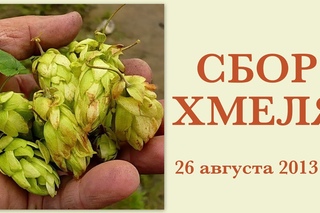 Сбор хмеля 26 августа 2013