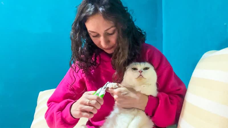 МЕЙН КУН МЕЛИССА СПРЯТАЛА КОТЯТ ПОД КРОВАТЬ, Утренние