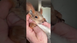 Игрушечная Белка  #funny #squirrel