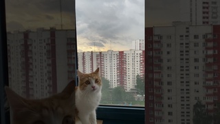 Встречаем Московский ливень  ⛈️ 🌩️ 🌧️ Лиса Мия🦊 #rainfall #shorts #cat