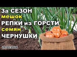 Как ЗА сезон ПОЛУЧИТЬ мешок РЕПКИ из ГОРСТИ семян ЧЕРНУШКИ