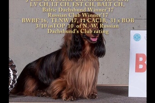 Best of Special dachshund's show, SPb,