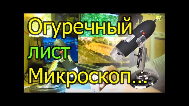 Natalex Огуречный лист