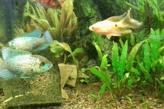 Наннакара Неон Блю Nannacara Neon Blue hybrid, нерест, содержание, разведение и кормление.