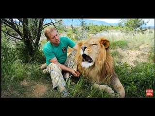 Лев ЛОРД или КАК  Я СТАЛ ВОЖАКОМ ЛЬВОВ !  HOW I BECAME THE LEAD LEADER !