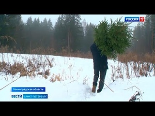 Как срубить елку и не стать браконьером