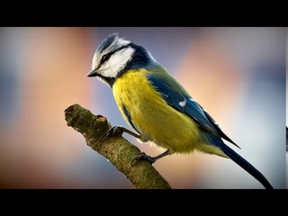 Звуки природы: Пение синиц (Микс) | (12 Минут)