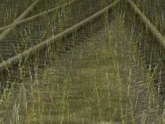 JVC@-Grass54s