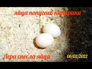 Попугай #какарики Лера снесла яйца 06/02/2022 года НАДЕЮСЬ на появление птенцов к концу февраля