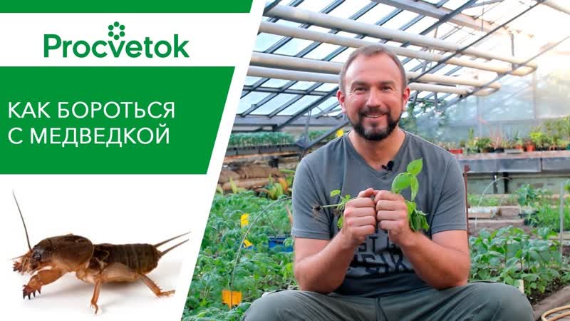 Медведка. Два суперэффективных и экологичных способа