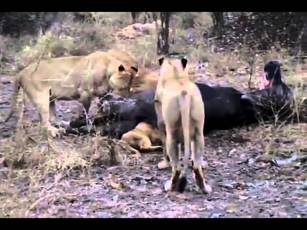 Lion Cubs Head is Stuck in a Buffalos