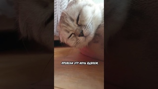 Почему не Выспалась? 😾😴#кот #юмор #кошка #прикольнаяозвучка