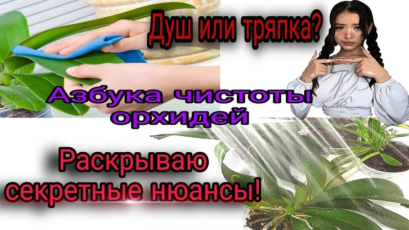ШОК враг орхидей. Как протирать пыль правильно. Почему
