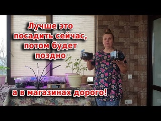 Срочно посадите это сейчас! Осенью скажете спасибо!