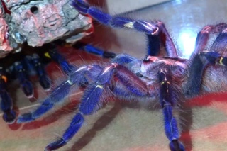 Poecilotheria metallica