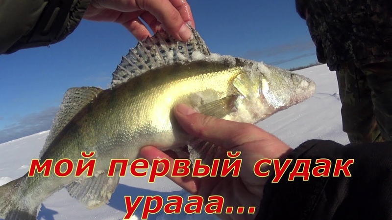 Эти щуки рвут леску и поводки. Попали на раздачу. ,окунь,