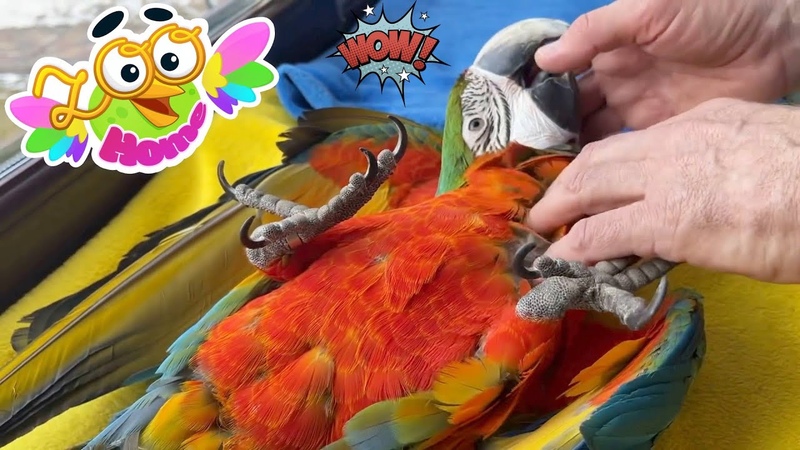 Examines the parrot Archie and at the same time stroke