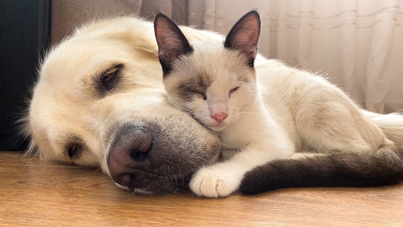Golden Retriever and Kitten True