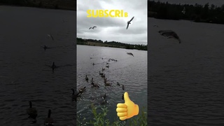 Жизнь в США | Аляска Кормим диких Уток 🦆 Anchorage | Westchester Lagoon