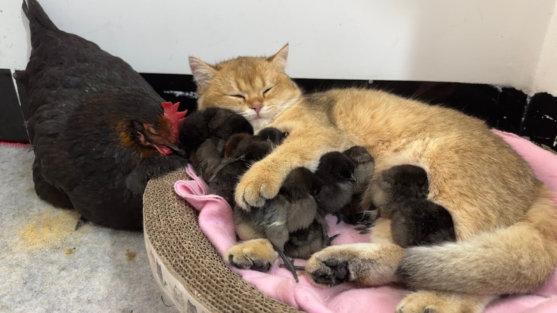 The hen watched in amazement as the kitten hugged the chick tightly to sleep. cute and funny