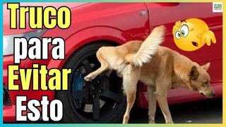 CMO EVITAR QUE LOS PERROS ORINEN EN LAS LLANTAS Y RUEDAS DE TU COCHE