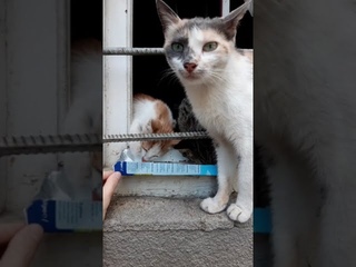 4 - Дети Пеструхи. Появление 4-го котенка. “Приходи к нам тетя-кошка наших деток покачать...“