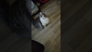 Афоня просит еду