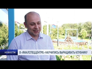В «ЯМАЛСПЕЦЦЕНТРЕ» НАУЧИЛИСЬ ВЫРАЩИВАТЬ КЛУБНИКУ