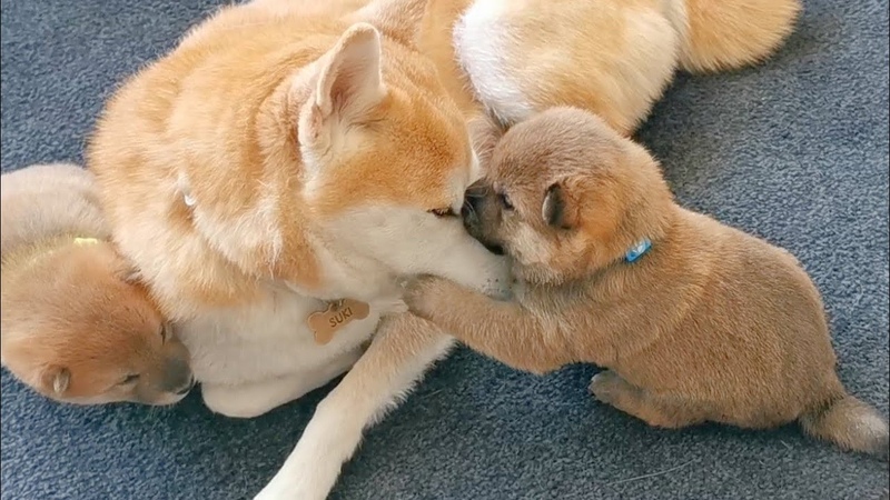 Puppy Hugging His Mom So precious