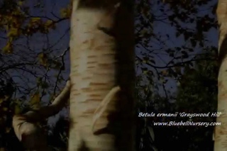 Betula ermanii 'Grayswood hill' (Erman's Birch )