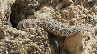 The Spider-tailed Horned Viper! Smart Snake! INCREDIBLE REPTILE!