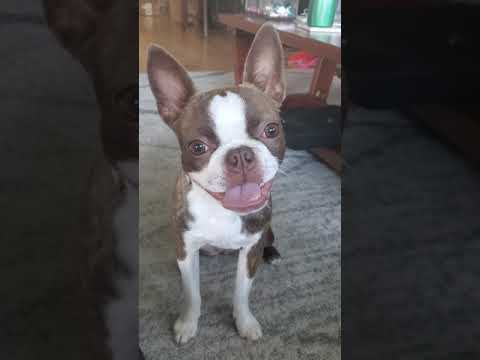 1st Year with our Red Boston Terrier Puppy