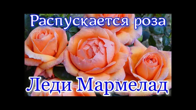 Как распускается роза Леди Мармелад Lady Marmelad ( Harknes,