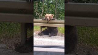 Cel mai simpatic urs din Romnia   #viral #shortvideo  @DiscoveryRomaniaPromo #bears @StirileProTV