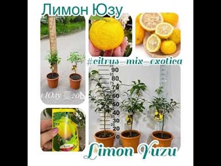 Лимон Юзу/Citrus Yuzu