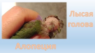 Лысая голова амадины #алопеция